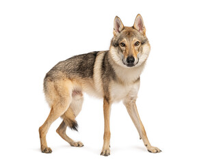 Czechoslovakian wolfdog standing on white background