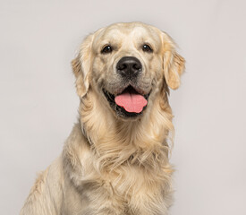 Golden retriever panting and showing tongue on white background