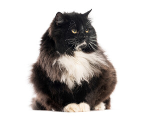 Black and white cat sitting and looking away on white background