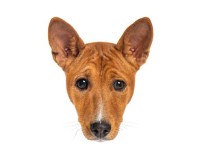 Basenji dog looking forward on white background