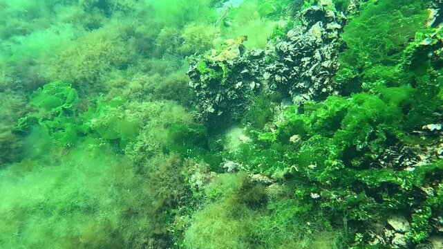 Underwater landscape, rocks with mussels overgrown with green algae Ulva lactuca in the Black Sea.