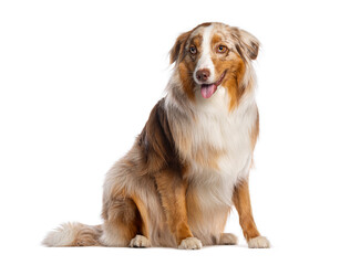 Australian shepherd sitting and panting on white background