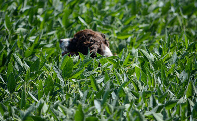 Moxie, rescue Springer Spaniel, in the soybeans at the farm. Found a fresh batch of deer poo to roll in. Happy Moxie.