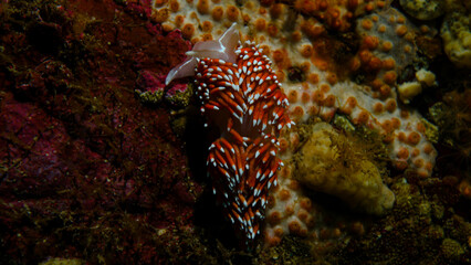 Nudibranquio Espalda de Fuego, Phidiana lottini