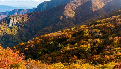 Obraz premium Vibrant Autumn Forest on a Mountain Slope with Sunlight.