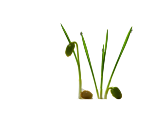 Two vibrant green plant shoots with delicate dew drops emerging from a minimalist light grey surface, soft bokeh and high-key lighting, concept of sustainable growth and new beginnings