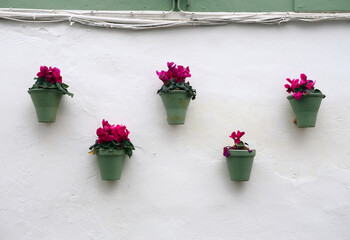 Spain, Andalusia, Cordoba.  Pale green flowerpots with magenta flowers on a whitewashed wall in...