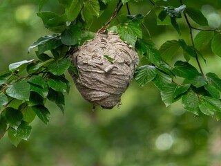 Wespennest im Baum