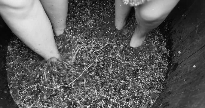 Grape harvesting and traditional winemaking. Young girls dressed in skirts joyfully crush freshly picked grapes with their bare feet inside a massive wooden barrel - like an old film