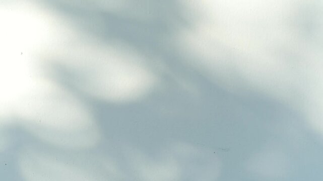 Pastel green background with light and gentle leaf shadows