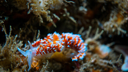 Nudibranquio Espalda de Fuego, Phidiana Lottini 