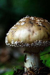 Close up view of a amanita pantherina mushroom on a woodland floor