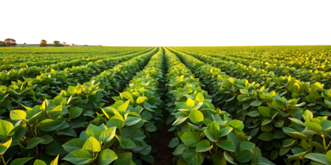 Rows of green soybean plants in a field at sunset with golden light agriculture crop isolated on a transparent background