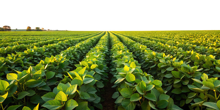 Rows of green soybean plants in a field at sunset with golden light agriculture crop isolated on a transparent background