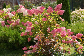 pink and white flowers