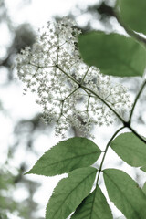 Tender nature scene: Fragile branch with soft light. Covering concept for nature blogs, wellness content. Muted color palette, pastel, transparent layers. Drifting leaves - drifting thoughts 
