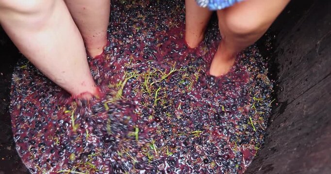 Grape harvesting and traditional winemaking. Young girls dressed in skirts joyfully crush freshly picked grapes with their bare feet inside a massive wooden barrel, close up - high angle view