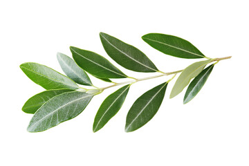 Vibrant green olive leaf branch showcasing natural beauty and freshness
