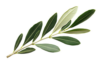 Vibrant green olive leaf branch detailed close-up natural beauty nature plant element