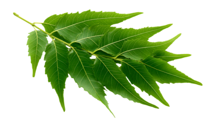 Green neem leaf branch isolated on transparent background