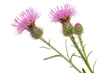 Capturing nature's bright idea, two vibrant pink thistle flowers bloom with intricate spiky detail, isolated on a crisp white background for a fresh botanical concept