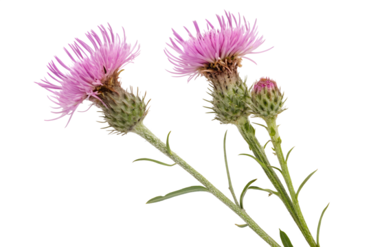 Capturing nature's bright idea, two vibrant pink thistle flowers bloom with intricate spiky detail, isolated on a crisp white background for a fresh botanical concept