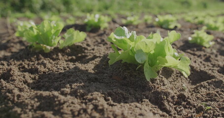 Growing lettuce seedling showing green growth in small outdoor garden plot, with tilled soil mounds