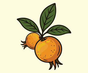 medlar Vintage fruits  hand drawing design