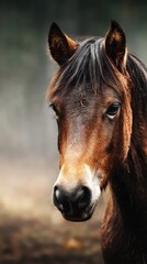 Obraz premium Brown horse with striking features in soft natural light during a calm afternoon