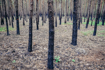 Black trunks of pine trees after ground fire in Mazovia region of Poland