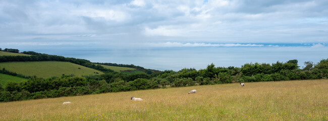 exmoor landscape with sheep and bristol channel