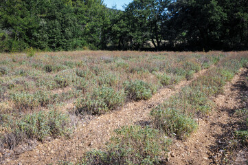 Field on a herb plantation in Provence region of France