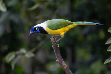 Green Jay perched on a branch in Ecuador rainforest
