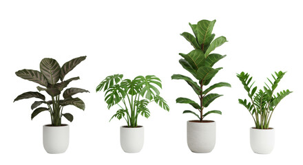 Obraz premium Five distinct, healthy Calathea, Monstera, Fiddle Leaf Fig, Snake, and ZZ plants in minimalist pots on a transparent studio background, high-key light. Concept of healthy living