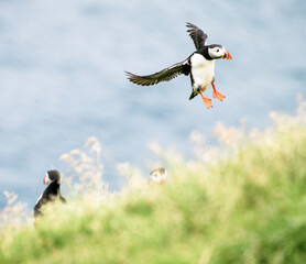 puffin bird  in flight