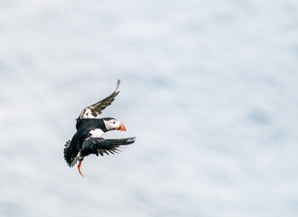 puffin bird  in flight
