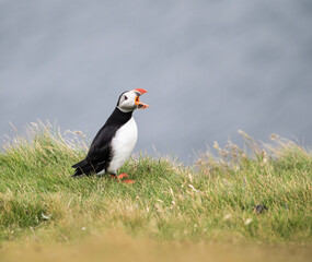 Fototapeta premium puffin bird screaming