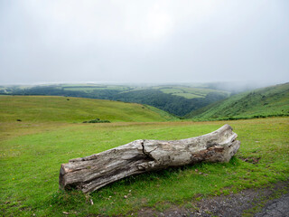 old tree trunk on hill in exmoor national park