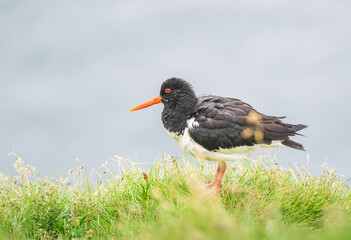 oystercatcher bird