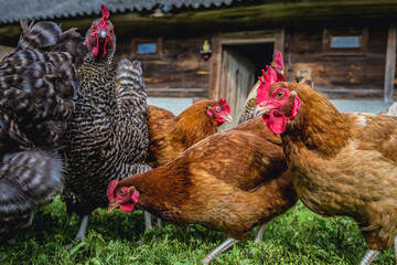 Group of chickens on free range chicken farm in Masovia region, Poland