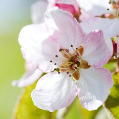 Fototapeta premium Close-up of delicate blossoms