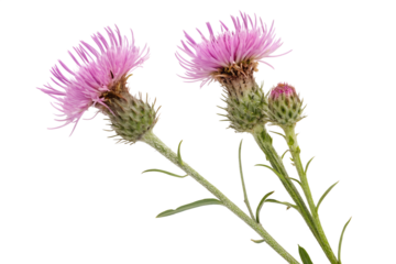 Two blooming pinkish-purple thistle flowers with a developing bud on a thorny stem, showcased in detail against a stark white isolated background