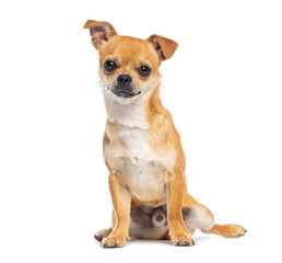 Adorable chihuahua dog sitting and posing on white background