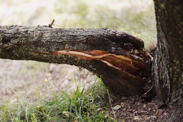 Wind broken tree trunk - rotten base of apple tree trunk
