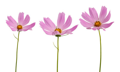 Kosmea flowers isolated on a white background