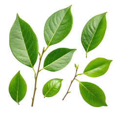 Fototapeta premium Green leaves isolated on transparent background