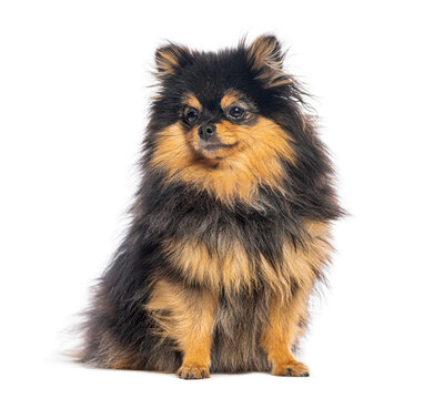 Adorable pomeranian dog sitting and looking away on white background