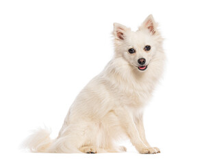 German spitz klein sitting and looking at camera on white background