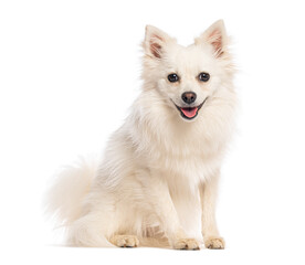 German spitz klein sitting and panting on white background