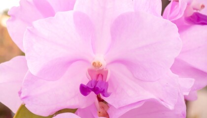 Close-up of delicate pink orchid (1)